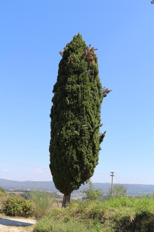 Certine Agriturismo Ашяно Екстер'єр фото